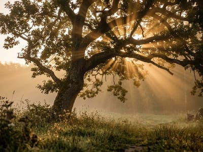 Sunbeams streaming through the branches of a large tree over a misty meadow at dawn