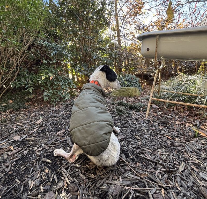 Otto wearing a green puffy dog coat in the Serenbe woods
